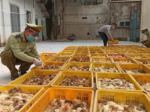 Lạng Sơn: 9 tháng phát hiện 100.000 gia cầm giống nhập lậu