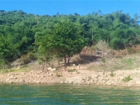 Bình Định thu hồi 138,4 ha đất rừng từ gia đình nguyên bí thư huyện