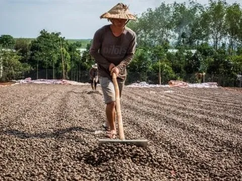 Xuất khẩu đứng đầu thế giới, Việt Nam vẫn mạnh tay mua loại hạt này từ châu Phi: Nhập khẩu lập kỷ lục 4 tháng liên tiếp, giá rẻ chưa từng có