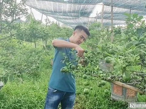 Nông dân Hải Phòng đầu tư tiền tỷ trồng cây chanh cảnh bán dịp Tết