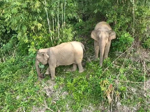 Phát hiện xác con voi đực có cặp ngà dài ở trong rừng