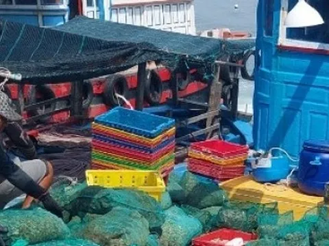 Tôm hùm, hàu chết bất thường chỉ trong thời gian ngắn ở Khánh Hòa