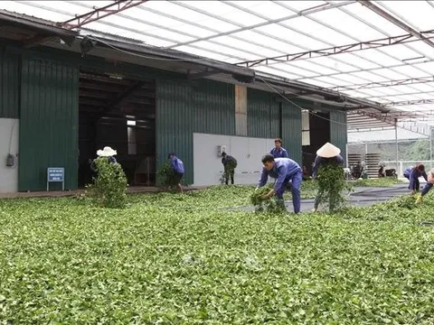 Một sản phẩm đậm chất Việt được quốc gia Trung Đông này cực kỳ mê mẩn: xuất khẩu tăng hơn 100%, Việt Nam đứng thứ 5 thế giới về diện tích trồng