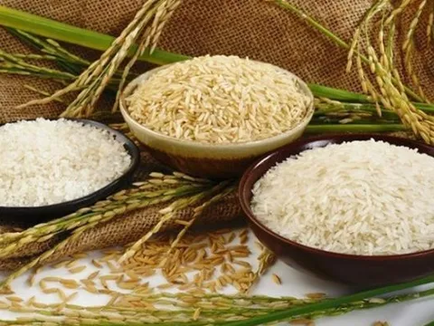 Bị HNX đưa vào diện kiểm soát, 1 cổ phiếu lúa gạo giảm kịch biên độ 10%, thị giá bốc hơi 50% trong 2 tháng dù xuất gạo Việt Nam đạt kỷ lục