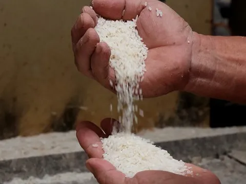 Giá lúa, gạo cùng tăng