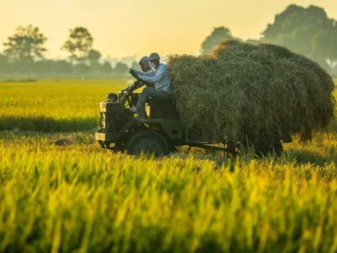 Thị trường nông sản tuần qua: Giá lúa gạo, cà phê diễn biến trái chiều