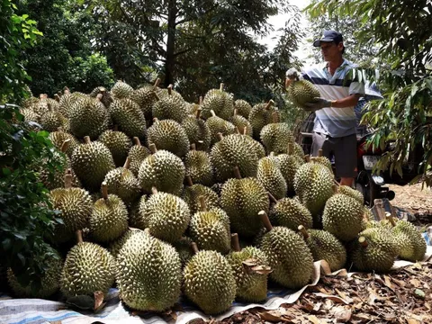 Liên kết tiêu thụ sầu riêng còn lỏng lẻo