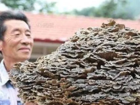 Lão nông tìm được 'cây nấm dại', đại gia vừa thấy đã đòi trả tiền tỷ mua lại