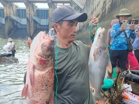 Thủy điện Trị An ngưng xả lũ, người dân 'được mùa' săn cá khủng