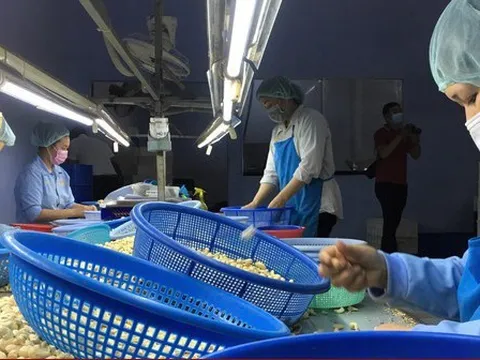 6 mặt hàng nông sản xuất khẩu chủ lực kỳ vọng hút tỷ USD cuối năm 2023
