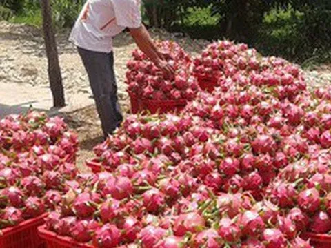 Chuyển hướng thị trường khi thanh long mất “ngôi vương”