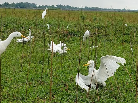 Hình ảnh đau nhói bên "ma trận" tận diệt chim trời: "Không thể chấp nhận được!"