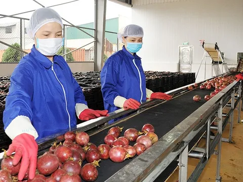 Đơn hàng nông sản quay trở lại, doanh nghiệp tăng tốc xuất khẩu