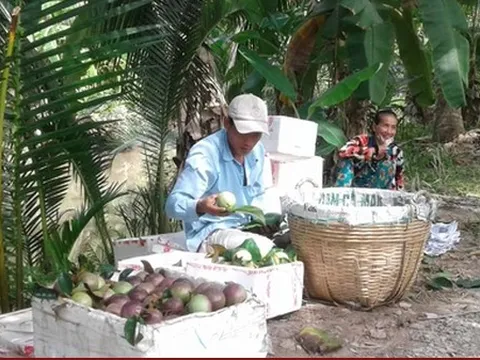 Vú sữa chưa thu hoạch đã bán xong