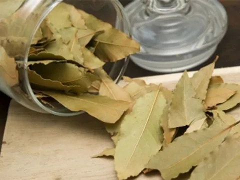 Loại lá vừa cay vừa đắng, xuất khẩu thu 22 tỷ đồng