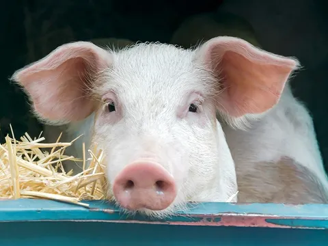 Mỹ: Đột phá lớn trong nghiên cứu ghép thận heo cho người