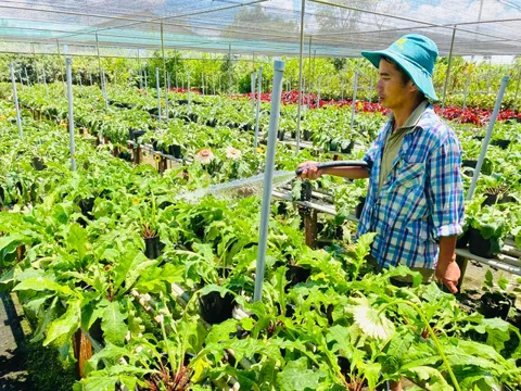 Rục rịch chuẩn bị hàng Tết