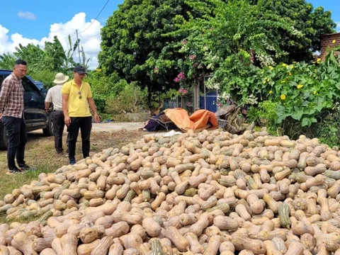 Bí xanh, bí đỏ rớt giá sâu, nông dân lỗ nặng
