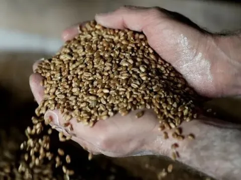 Một loại hạt bất ngờ được Trung Quốc lùng sục khắp thế giới, là mặt hàng có nguy cơ rơi vào khủng hoảng sau gạo