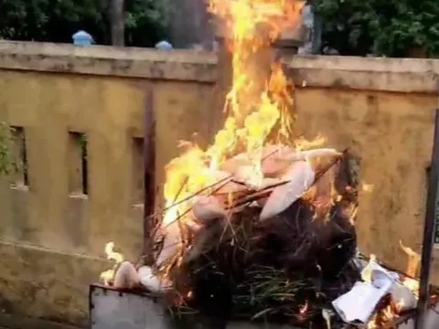 Hình ảnh đau nhói bên "ma trận" tận diệt chim trời: Kiểm tra hiện trường có gì?