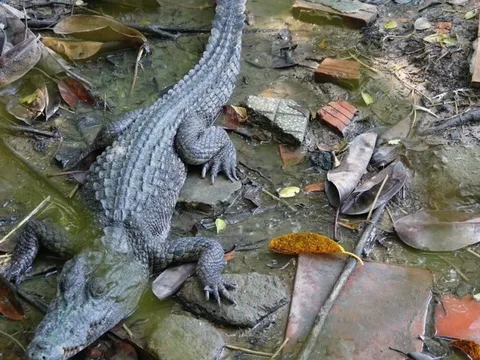 Kiên Giang: Khẩn trương tìm kiếm 4 con cá sấu xổng chuồng 