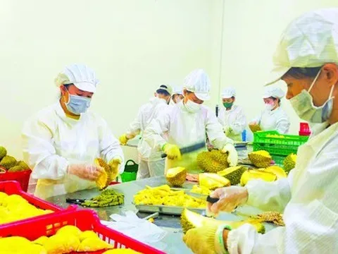 Khi sầu riêng gia nhập trái cây 'tỷ đô'