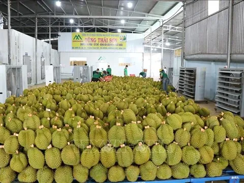 Xuất khẩu rau quả phá kỷ lục lịch sử