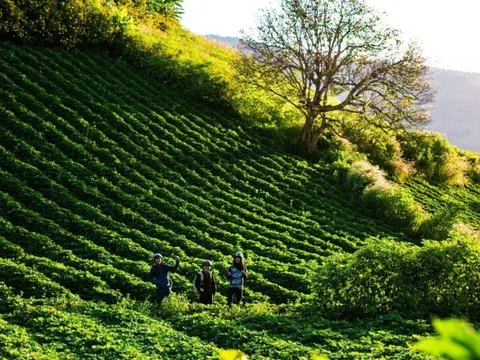 Thế hệ "đại gia phố núi" mới ở Gia Lai: Không đi lên từ khai thác gỗ và bất động sản, họ đang kiếm Đô La bằng cách nào?