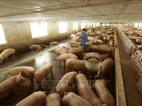 Khó xảy ra nguy cơ thiếu thịt lợn dù người nuôi thận trọng tái đàn