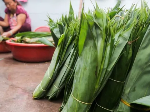 Loại lá tre đặc biệt của Việt Nam đang thành hàng hot ở nước ngoài: xuất khẩu giá đắt đỏ, thu về hàng chục tỷ đồng