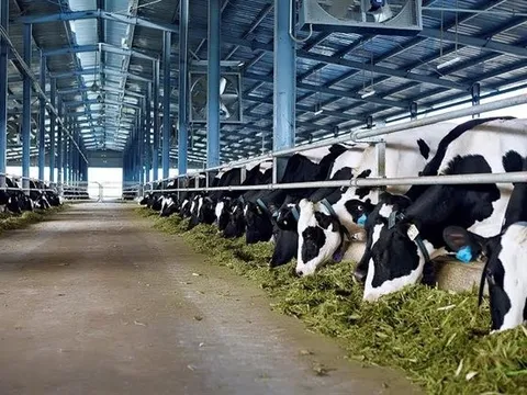Doanh thu 8 tỷ USD/năm, tiêu thụ bình quân/năm trên đà tăng mạnh, một ngành của Việt Nam thành mục tiêu 'nóng bỏng tay' trong mắt quỹ ngoại