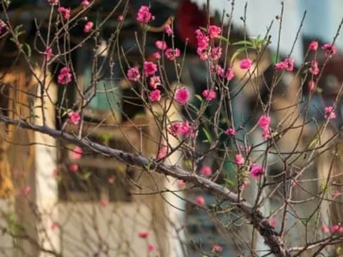 Dự kiến trình phương án nghỉ tết Nguyên đán 2024 từ 29/12 Âm lịch