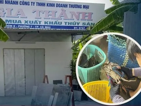 ‘Mò kim đáy bể’ tìm cơ sở sản xuất có code xuất khẩu cua Cà Mau