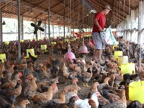 Giá gà thấp hơn giá thành sản xuất, người chăn nuôi thua lỗ