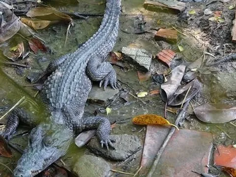 Kiên Giang: Vẫn còn 3 con cá sấu sổng chuồng chưa bắt được