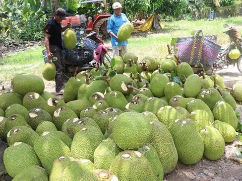 Người trồng mít lãi từ 10 - 20 nghìn đồng/kg