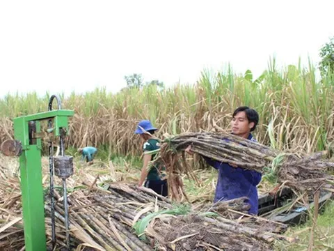 Nhà máy đường 'càng ép nhiều mía càng lỗ lớn'