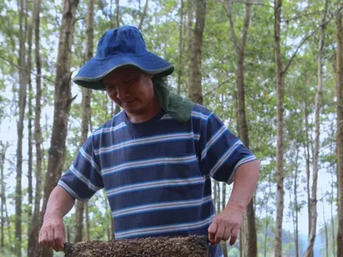 Nghề chăn ong du mục