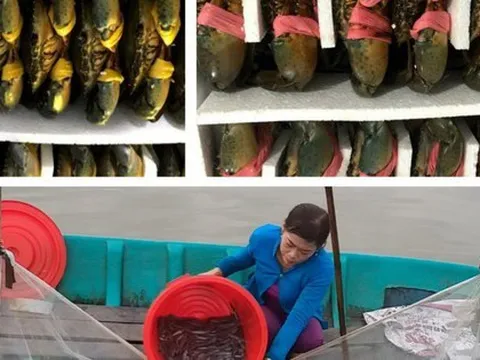 Cua biển và cá kèo ở Cà Mau giảm giá, người nuôi vẫn... vui