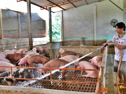 Dịch tả lợn châu Phi tái phát, giá heo hơi giảm sát mùa cuối năm