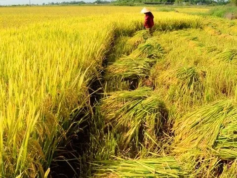 Thị trường nông sản: Giá lúa gạo, cà phê tăng cao