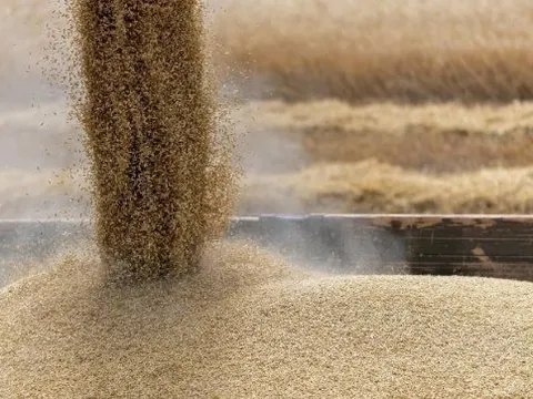 Một loại hạt giá rẻ từ Áo đổ bộ Việt Nam chưa từng có, sản lượng tăng nóng gần 5.000% trong 9 tháng đầu năm
