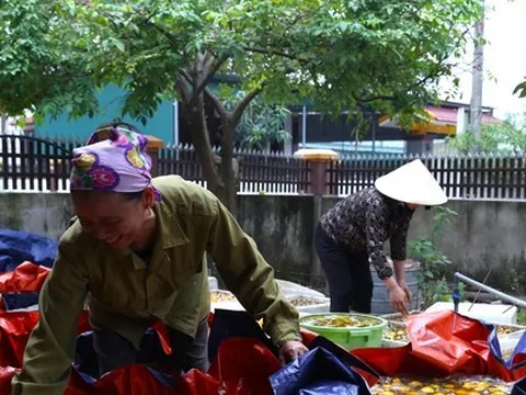 Thủ phủ hồng mất mùa, vì sao người trồng vẫn phấn khởi?