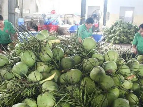 Bến Tre: Vùng trồng dừa sẵn sàng xuất khẩu sang Trung Quốc