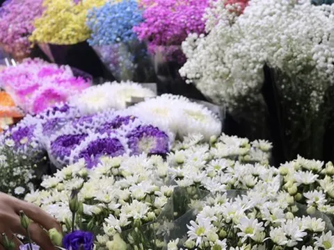 Cúc hoạ mi dập dìu xuống phố sớm, giá cao vẫn 'cháy hàng'