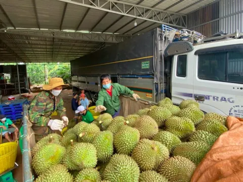 Xuất khẩu nông sản sang Trung Quốc lập kỷ lục