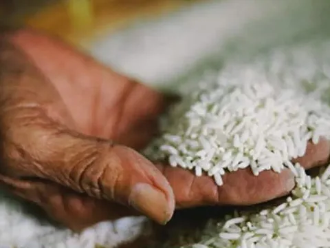 Ấn Độ xem xét giảm giá sàn xuất khẩu gạo basmati