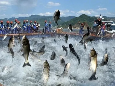 Một DN thuỷ sản báo lãi giảm sốc 99% chỉ còn vỏn vẹn 1 tỷ, cổ phiếu lại biến động bất ngờ