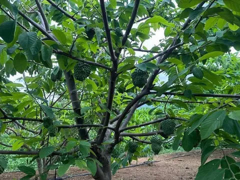Trồng na sầu riêng độc lạ trên núi cao, mỗi năm hợp tác xã thu lãi trăm tỷ đồng