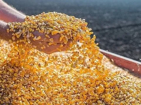 Nửa đầu tháng 10, ngô là mặt hàng nông sản được nhập nhiều nhất